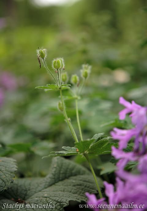 Stachys macrantha Suureõieline tõnnike